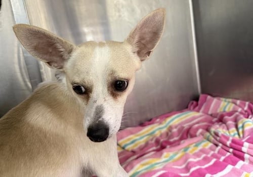 BRUCE - Chihuahua available for adoption