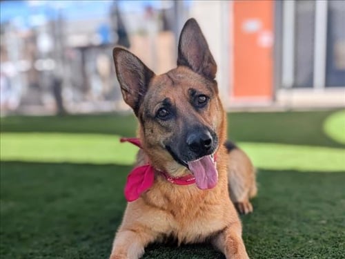 FLORA - German Shepherd Dog available for adoption