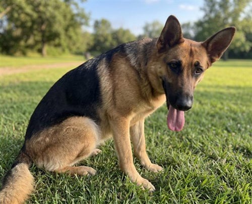FLORA - German Shepherd Dog available for adoption