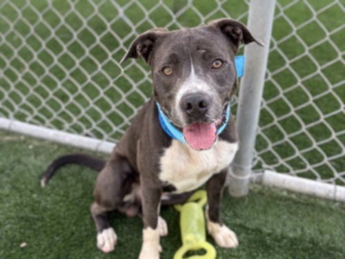 CHUCK - American Pit Bull Terrier available for adoption