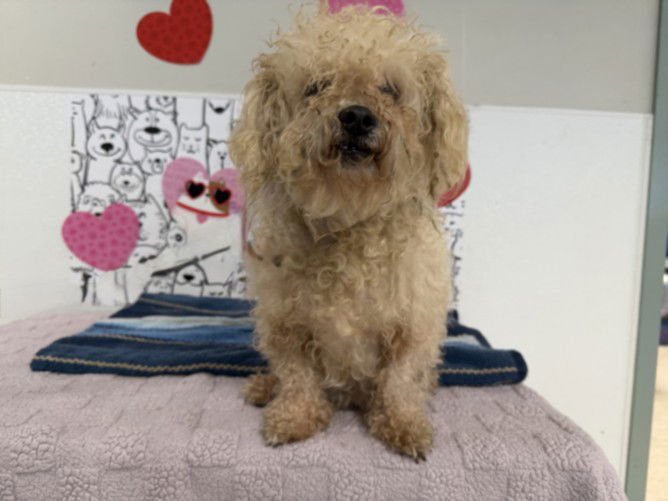 NANCY - Poodle (Miniature) available for adoption