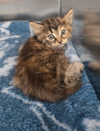 A2287487 - Domestic Short Hair available for adoption