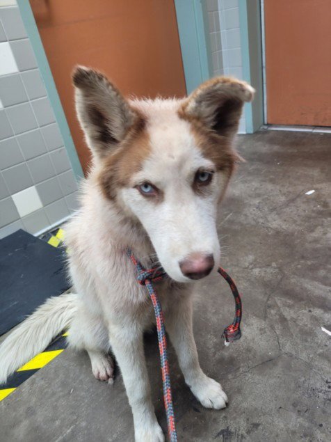 LUNA - Siberian Husky available for adoption