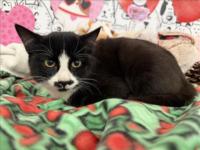 LUCIA - Domestic Short Hair available for adoption