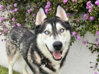 NANOOK - Photo 1