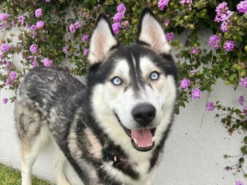 NANOOK - Siberian Husky available for adoption