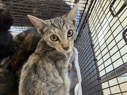 A2296668 - Domestic Short Hair available for adoption
