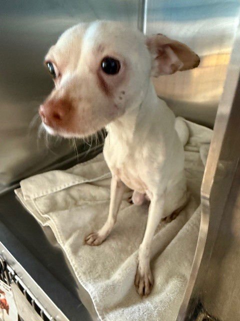 STARLIGHT - Chihuahua available for adoption