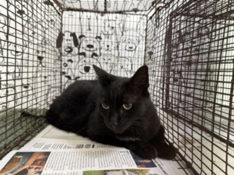 MIMI - Domestic Short Hair available for adoption