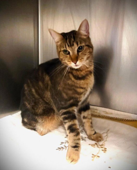 MR. IMPERIAL - Domestic Short Hair available for adoption