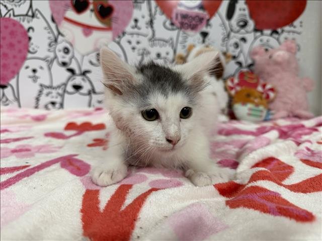 A2253054 - Domestic Medium Hair available for adoption