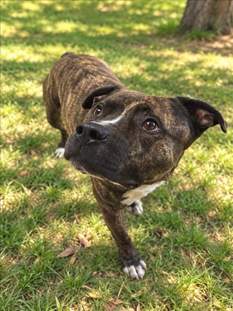 TOMMY - Pit Bull Terrier available for adoption