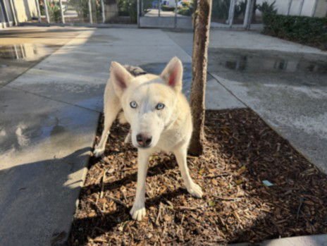 AMBER - Siberian Husky available for adoption