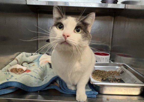 JIMMI - Domestic Short Hair available for adoption