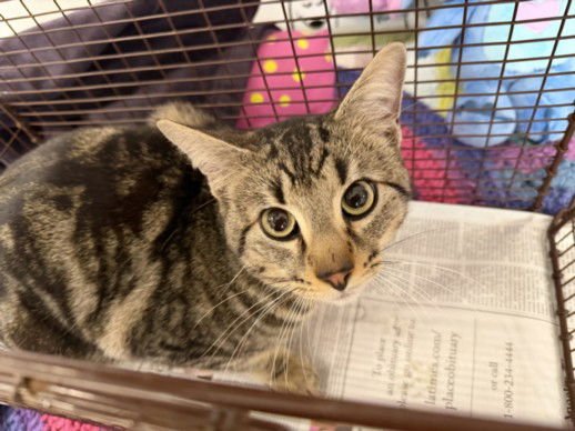 FRANKIE - Domestic Short Hair available for adoption