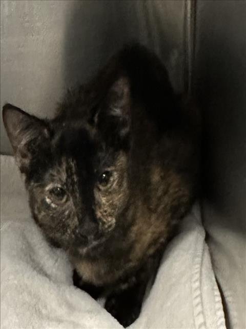 A2252075 - Domestic Short Hair available for adoption