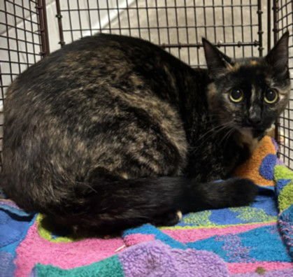 A2256071 - Domestic Short Hair available for adoption