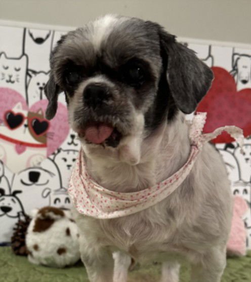 ZOE - Shih Tzu available for adoption