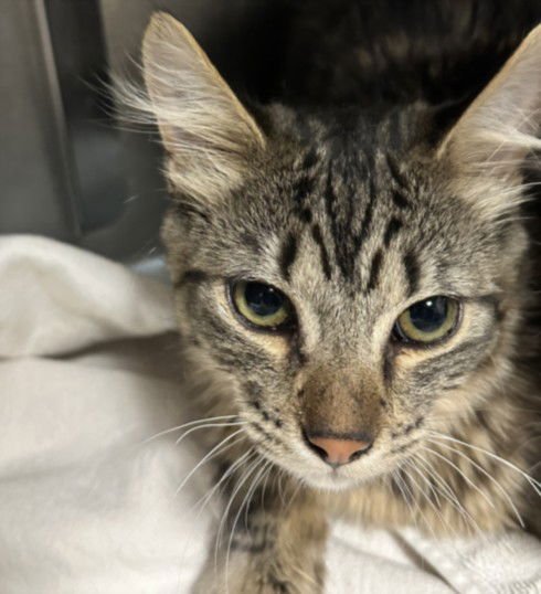 A2253991 - Domestic Short Hair available for adoption