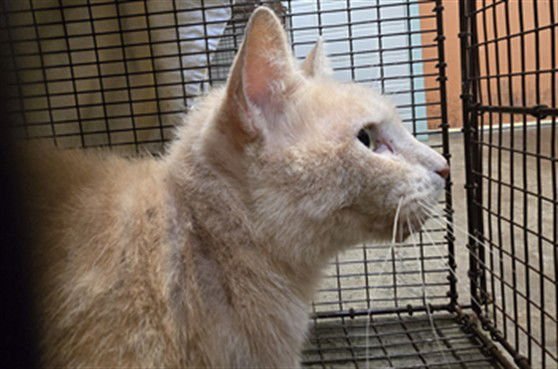 WALLY - Domestic Short Hair available for adoption