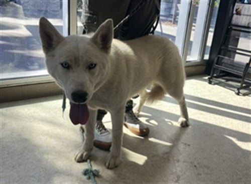 DARLA - Husky available for adoption