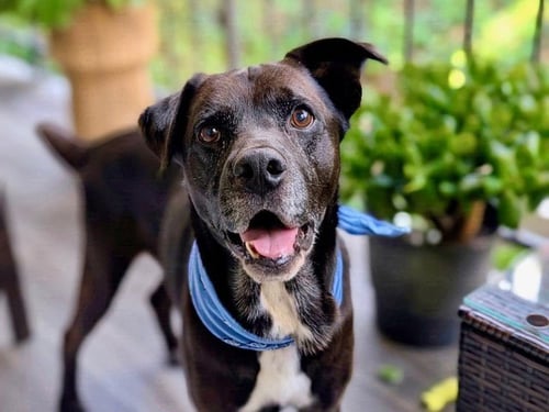 TOBY - Labrador Retriever available for adoption