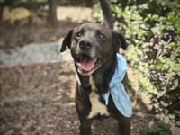 TOBY - Photo 1