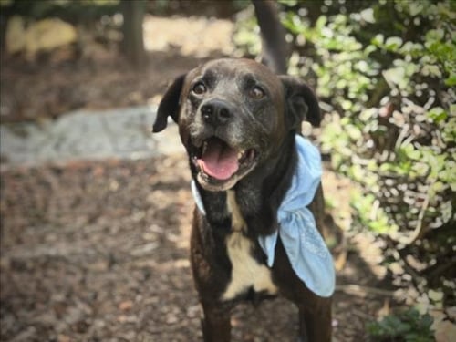 TOBY - Labrador Retriever available for adoption