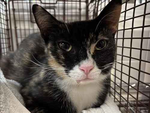 CALI - Domestic Short Hair available for adoption