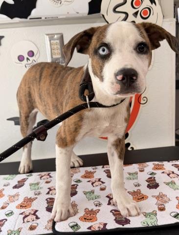 BOWIE - Pit Bull Terrier available for adoption
