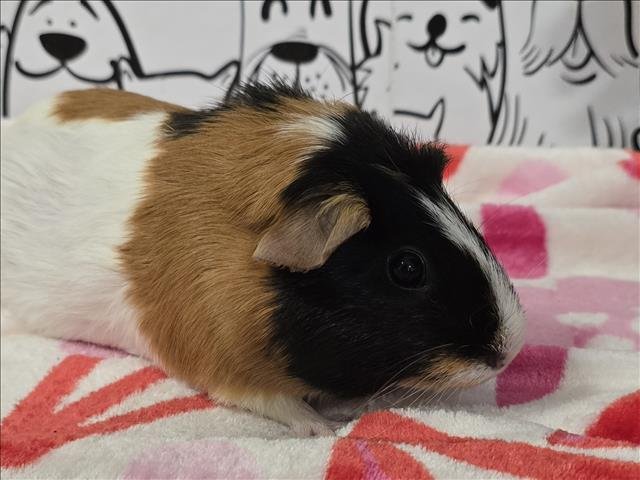 MIMI - Guinea Pig available for adoption