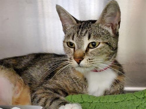 LIL MAMA - Domestic Short Hair available for adoption