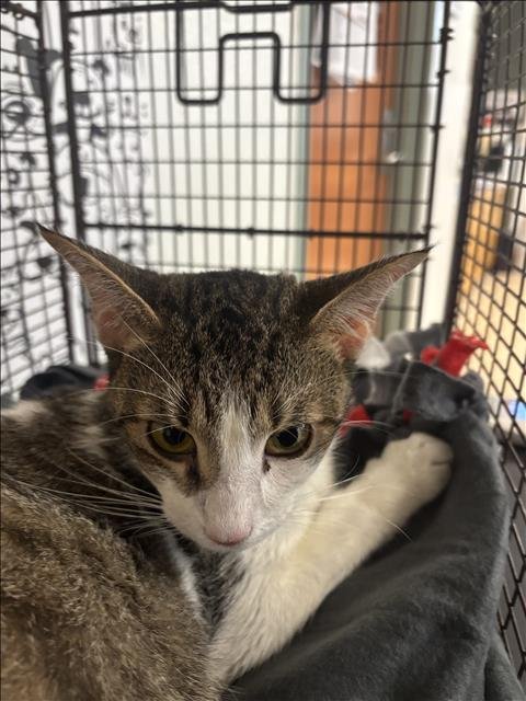 PINK - Domestic Short Hair available for adoption
