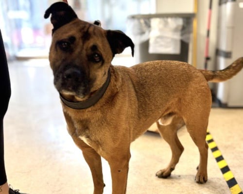 SMOKEY - German Shepherd Dog available for adoption