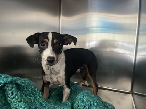 PINGUINO - Rat Terrier available for adoption