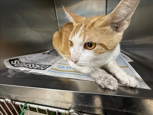GINGER - Domestic Medium Hair available for adoption