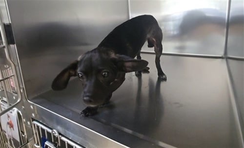 GABBY - Chihuahua available for adoption