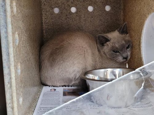 A2295598 - Domestic Short Hair available for adoption
