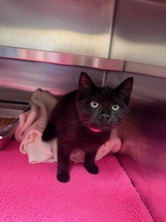 A2301214 - Domestic Short Hair available for adoption