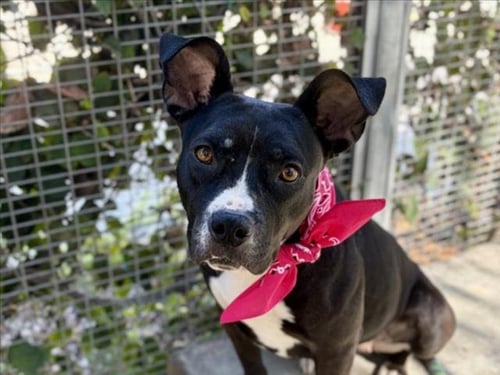 BETTY - Pit Bull Terrier available for adoption