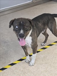 TYSON - Photo 1