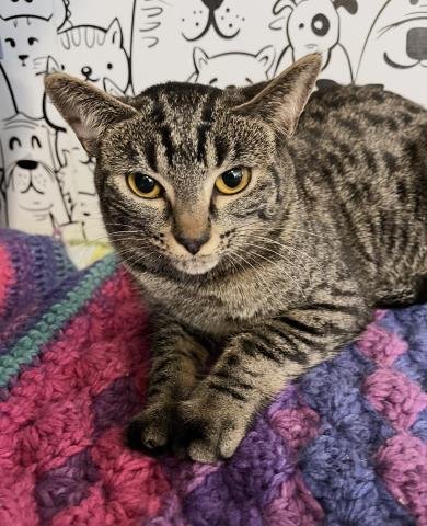 TIGGER - Domestic Short Hair available for adoption