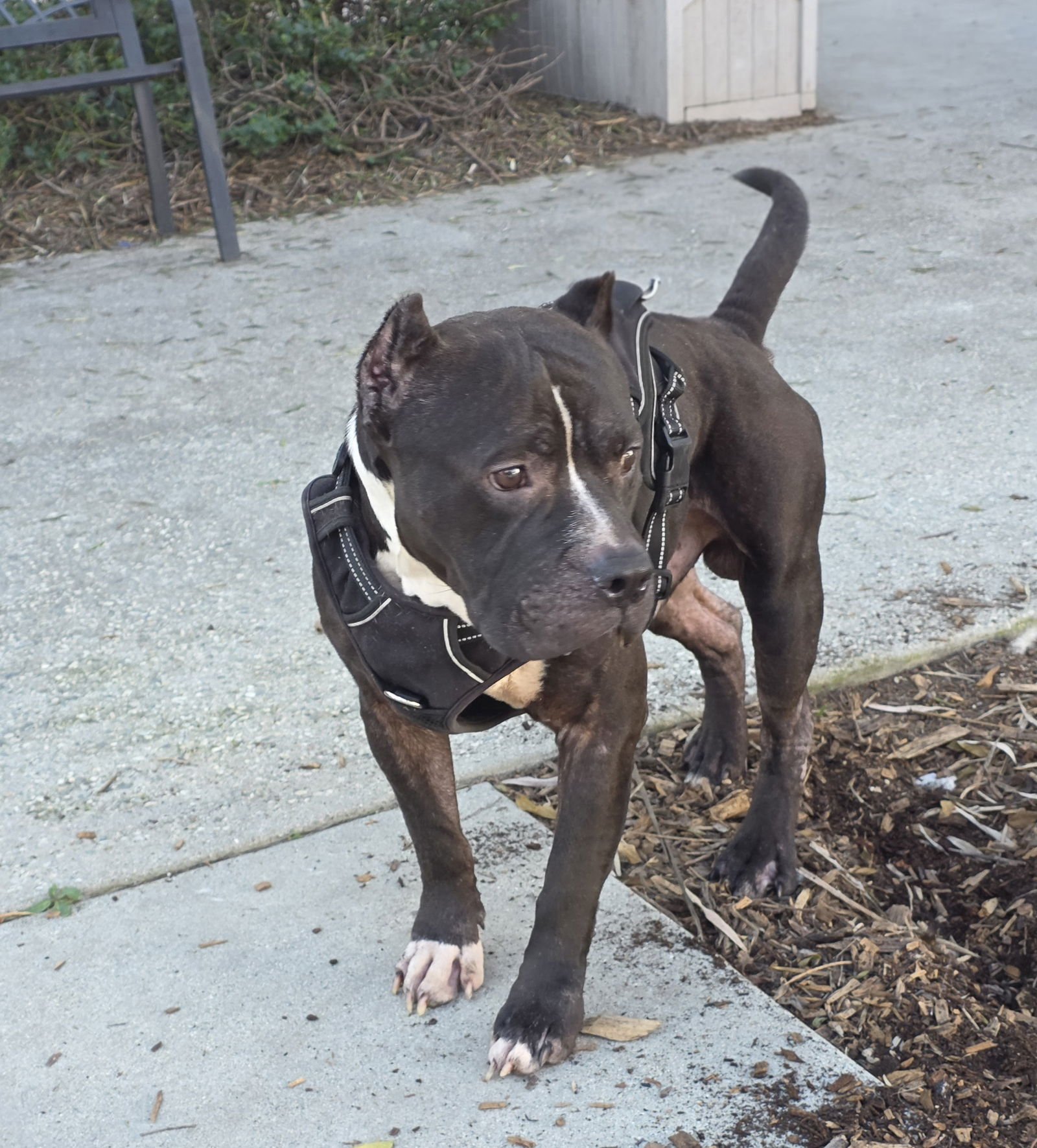 HANK - Pit Bull Terrier available for adoption