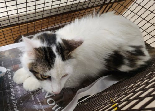 WAFFLE - Domestic Medium Hair available for adoption