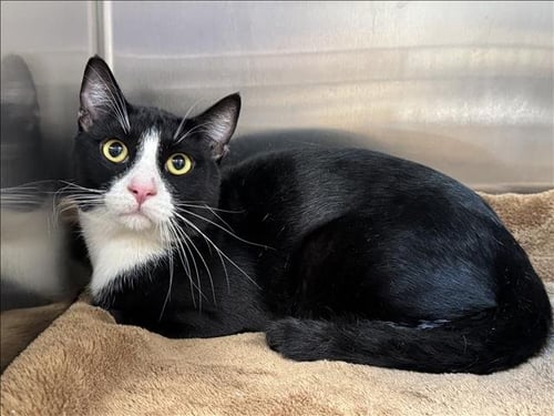 BONITO - Domestic Short Hair available for adoption