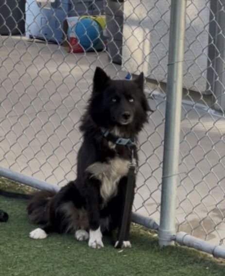 CIELO - Siberian Husky available for adoption