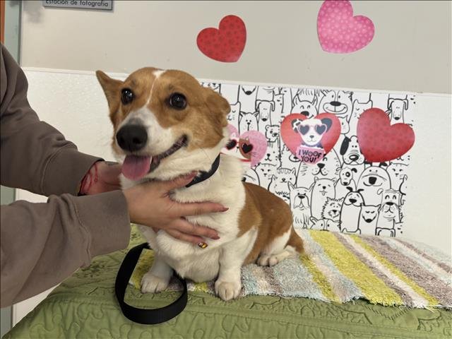 LEAH - Pembroke Welsh Corgi available for adoption