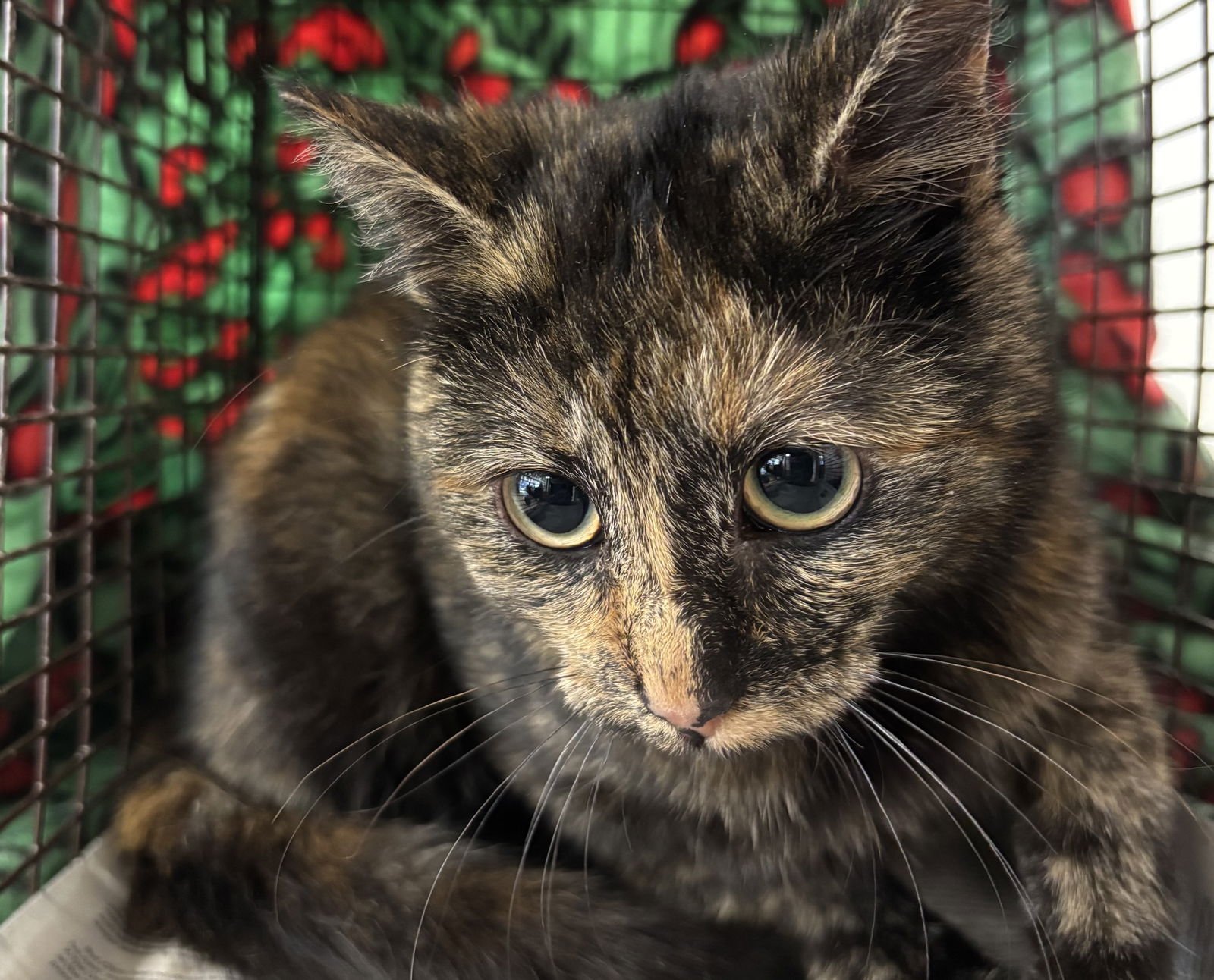 A2253532 - Domestic Short Hair available for adoption