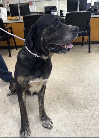 BLACKY - Cane Corso Mastiff / Great Pyrenees available for adoption