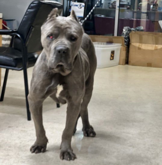 MAXIMUS - Mastiff available for adoption